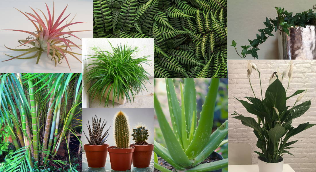 Deshumidificador plantas deshumidificadoras